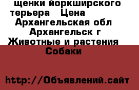 щенки йоркширского терьера › Цена ­ 15 000 - Архангельская обл., Архангельск г. Животные и растения » Собаки   